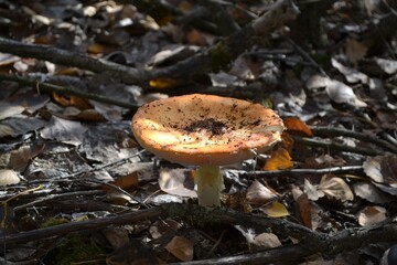 mushrooms in the forest