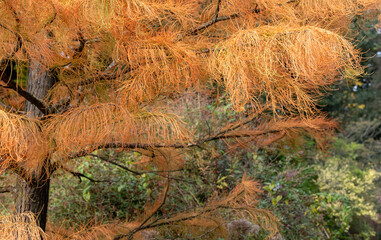 Deciduous conifer tree changing colour in autumn.