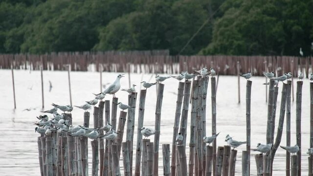 White seagulls(Laridae) flying over the Sea under sunset bangpoo thailand 4k