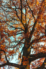 big tree with branches autumn weather fairy tale yellow art filter