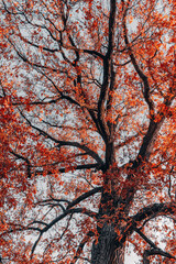 Fototapeta premium big tree with branches autumn weather fairy tale red art filter