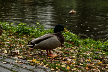 kaczka © Krzysztof  Jaworski