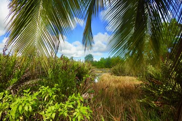 Obraz premium palm trees in the morning