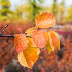 autumn colors