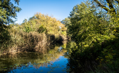 Forest trees reflecting in the water of a small river, with blue skies overhead. Taken in Feuchtwangen, Germany in  late summer.