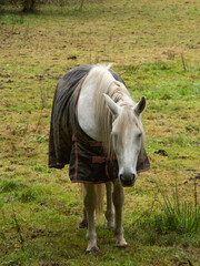 Des chevaux dans un pré