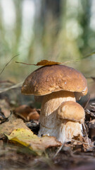 Two edible wild mushrooms in the forest on a sunny day