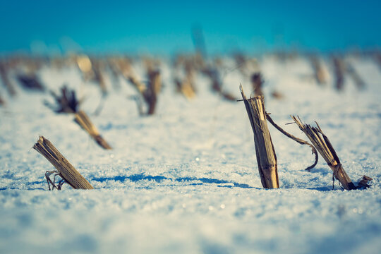 truncated corn field in winter