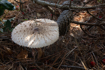 Shaggy parasol (Chlorophyllum rhacodes)