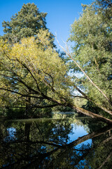 Fototapeta na wymiar Fallen willow tree reflecting in the calm waters of a small river with blue sky & forest. Taken in summer in Feuchtwangen, Germany