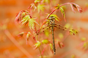 close up of a red flower