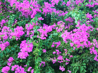 Shrub with flowers in Turkey in October