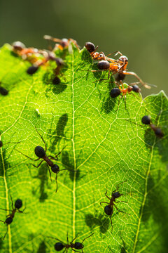 ant work