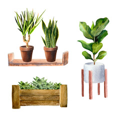 Watercolor set of home plants in pots.  Indoor sansevieria, ficus, succulent, palm in wooden box and on shelf. Illustration for print, poster, card making and scrapbooking design.