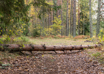 autumn landscape from the forest, fallen tree over the footpath, dry leaves on the forest trail,...