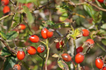 Rosehips at the Coast of the North Sea. High quality photo