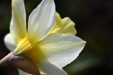 Fototapeta na wymiar Single flower of a narcissus close up in an unusual foreshortening against a dark background. White petals cover a yellow crown.