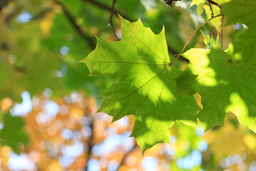 maple leaves in the sun