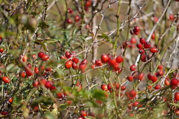 Obraz premium Rosehips at the Coast of the North Sea. High quality photo
