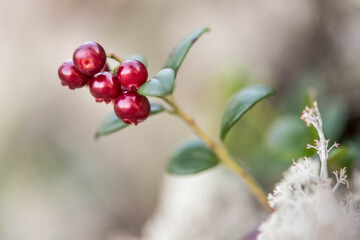 Northern berry lingonberry