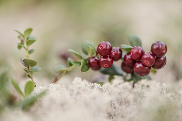 Northern berry lingonberry