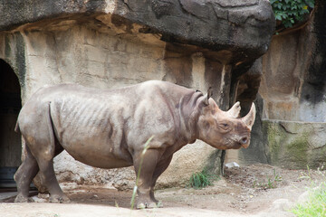 Naklejka premium Rhinoceros outdoors