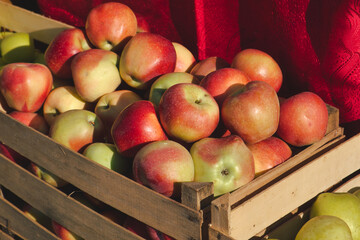 Autumn harvest - a basket of fresh green apples on the farmer's market - zelena pijaca in Novi Sad,  Serbia