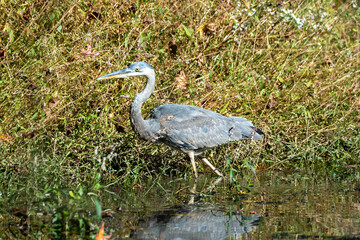 Virginia Water Bird
