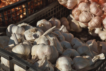 Harvest of fresh garden garlic on the farmer's market in Serbia
