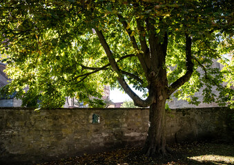 Autumn tree and an old stone wall with an arch shaped window
