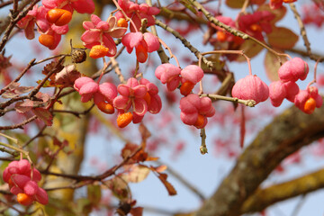 A close up of pink fruits of Euonymus europaeus (European spindle or common spindle) on a branch, selective focus