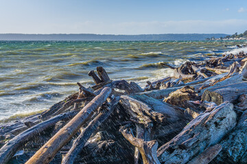 Windy Sea With Driftwood 2