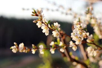 buds of willow