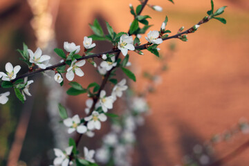 cherry blossom in spring