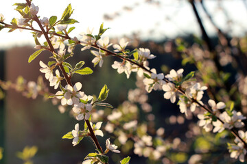 blooming tree