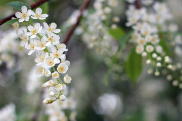 flowers of a tree