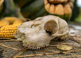 white animal skull, halloween time, autumn in the garden