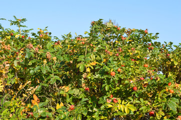 Fototapeta na wymiar Fruits on wild rose branches at sunny day.