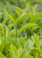 Fresh leaves of green tea close up at plantation in Kerala, South India