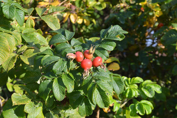 Obraz premium Fruits on wild rose branches at sunny day.