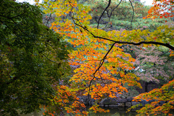 autumn in seoul 1