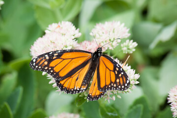 Fototapeta premium Monarch Butterfly on a white flower