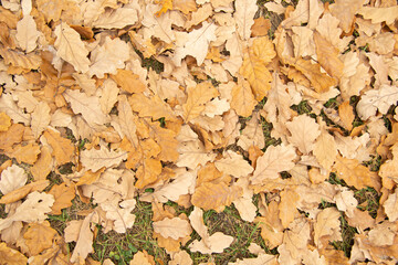 Yellow or orange fallen oak leaves lie tightly on the grass in autumn. View from above.