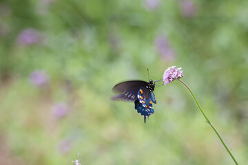 Butterfly on a flower
