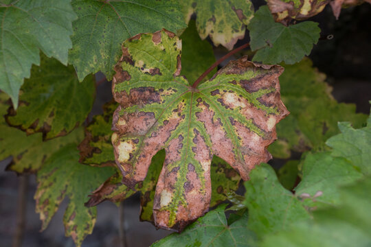 Vine leaves turning brown in autumn, close-up view