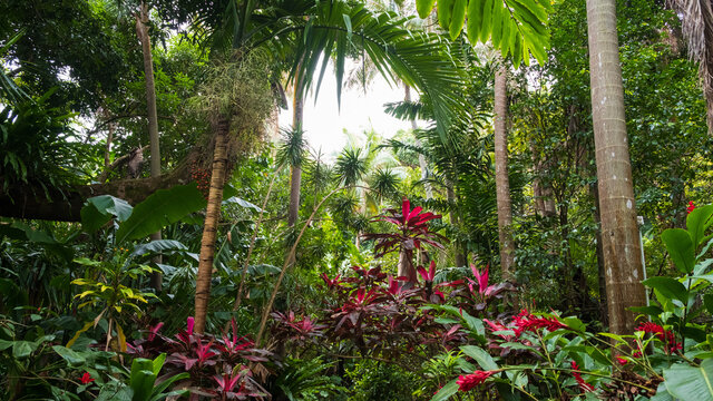 red flowers in the jungle