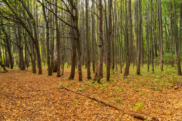 Golden autumn in the forest, Yellow and red trees.