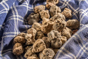 Alba white truffle on traditional napkin of the truffle hunter