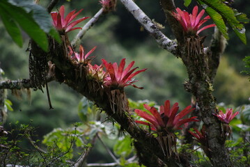 Wonders of the Amazon Rainforest in the Viceroyalty of Peru