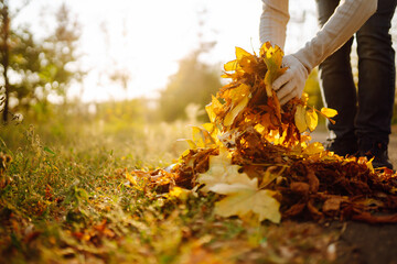 Cleaning of autumn leaves in the park. Male hand in gloves collects and piles fallen autumn leaves  in the fall season. Volunteering, cleaning, and ecology concept.